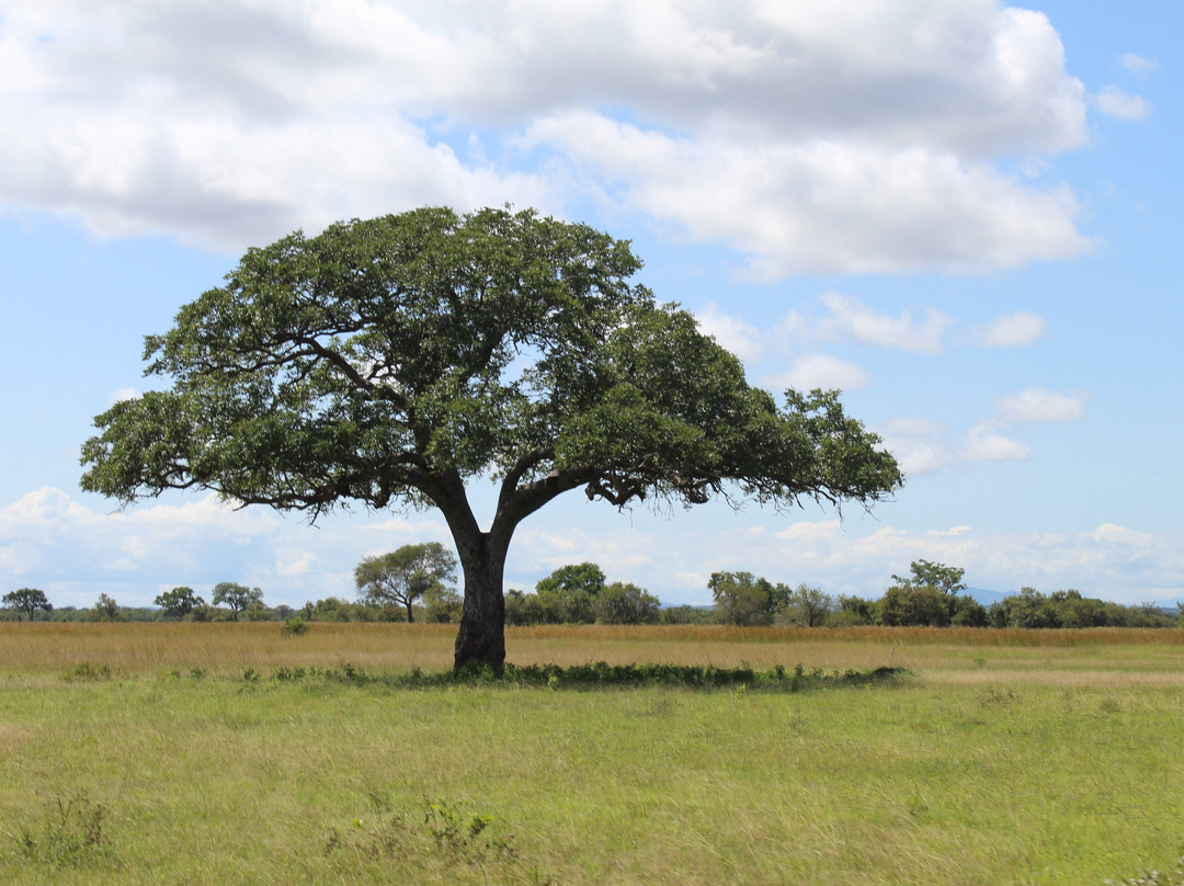 Kelvin Safaris-Mikumi必去景点