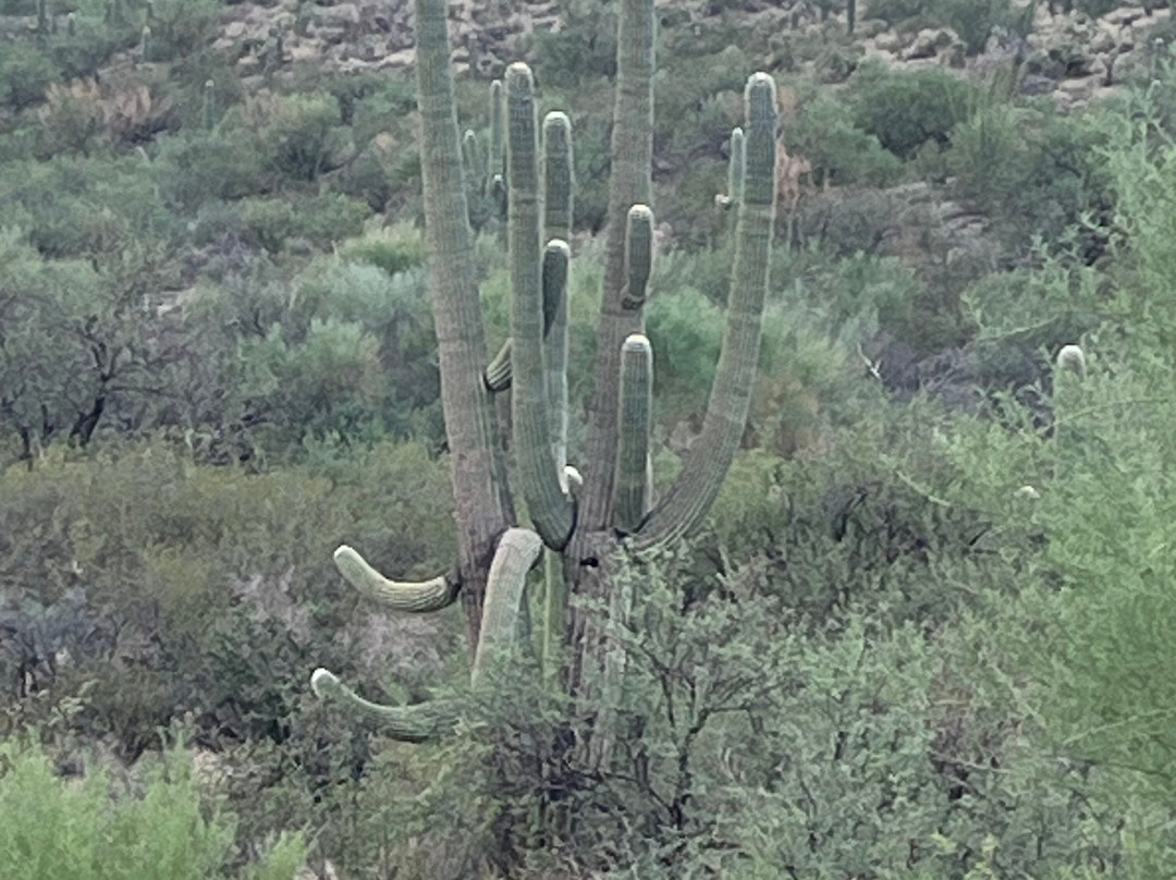Saguaro National Park-图森必去景点