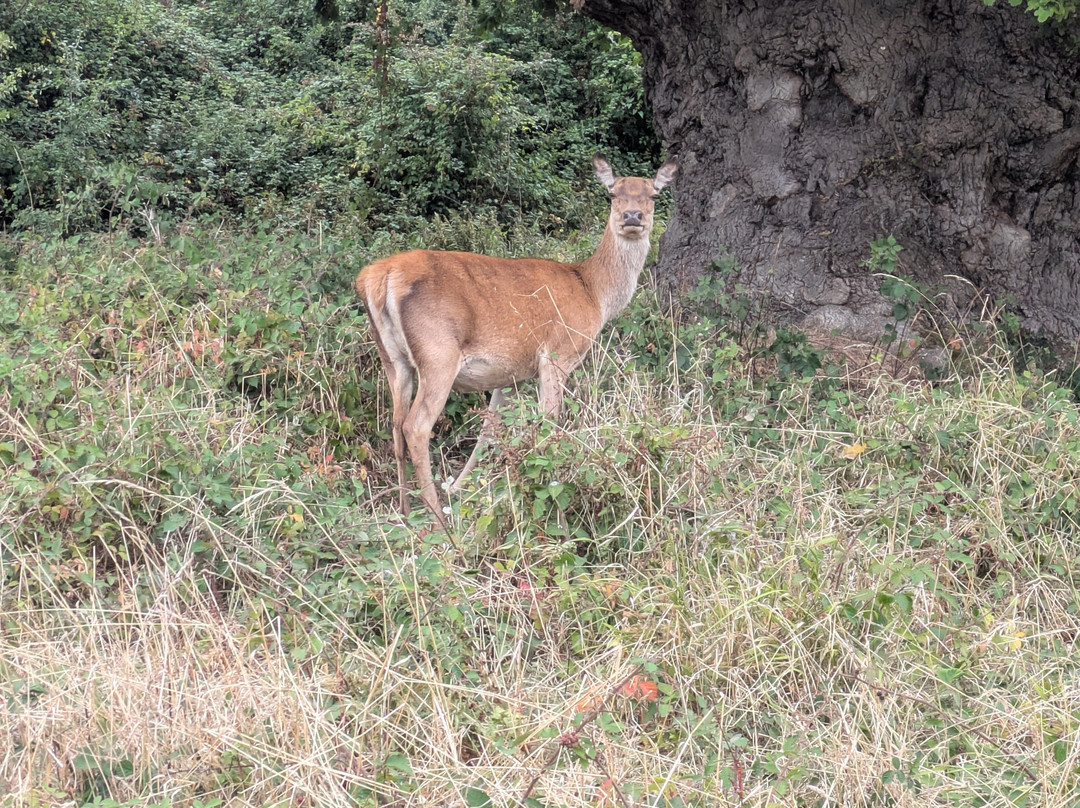 Ashton Court Estate-布里斯托尔必去景点