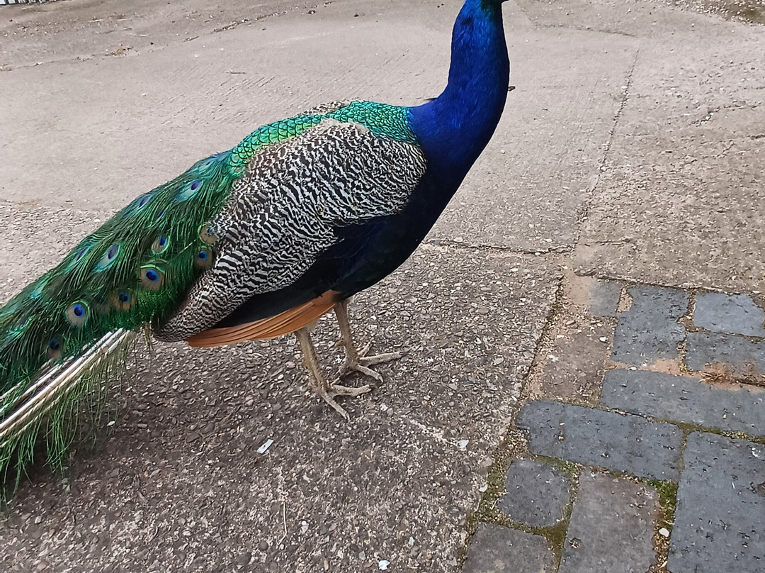 Amerton Farm-斯塔福德必去景点