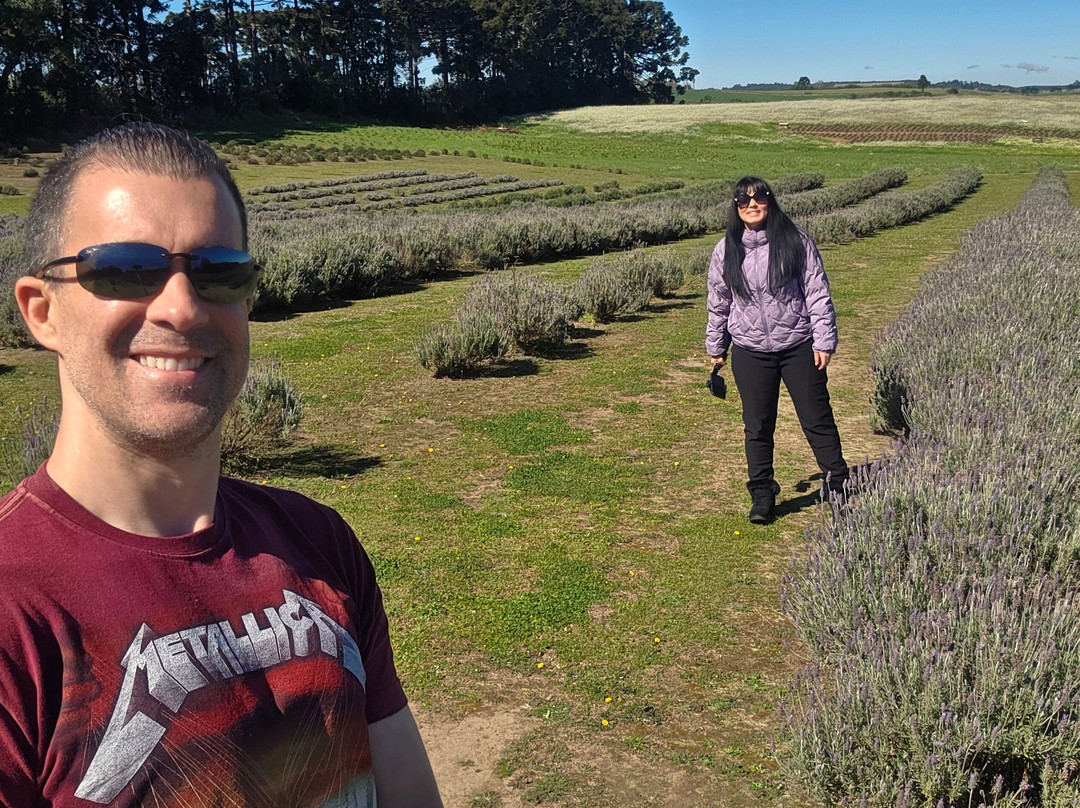 Lavandário Vale Dos Sonhos-Palmeira必去景点