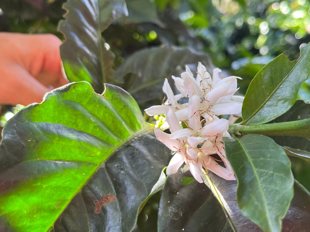 Ecoturismo La Nohelia-Jerico必去景点