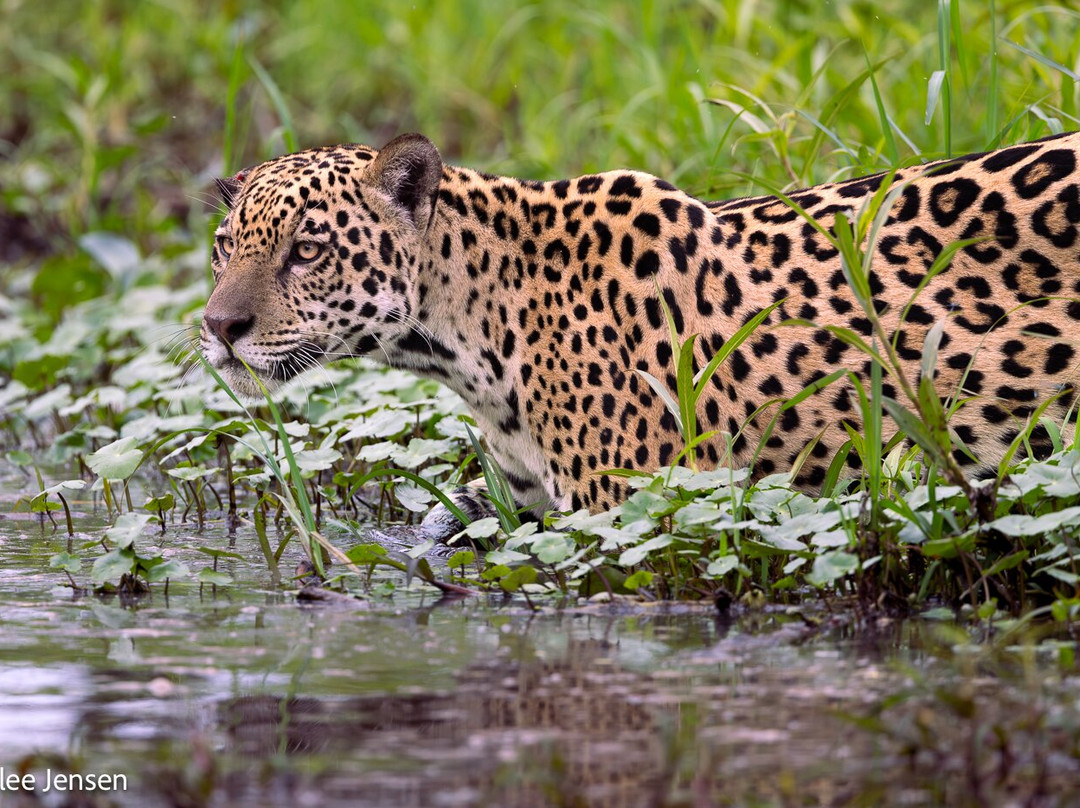 Olsen Photo Tours - Wildlife Experiences-Porto Jofre必去景点
