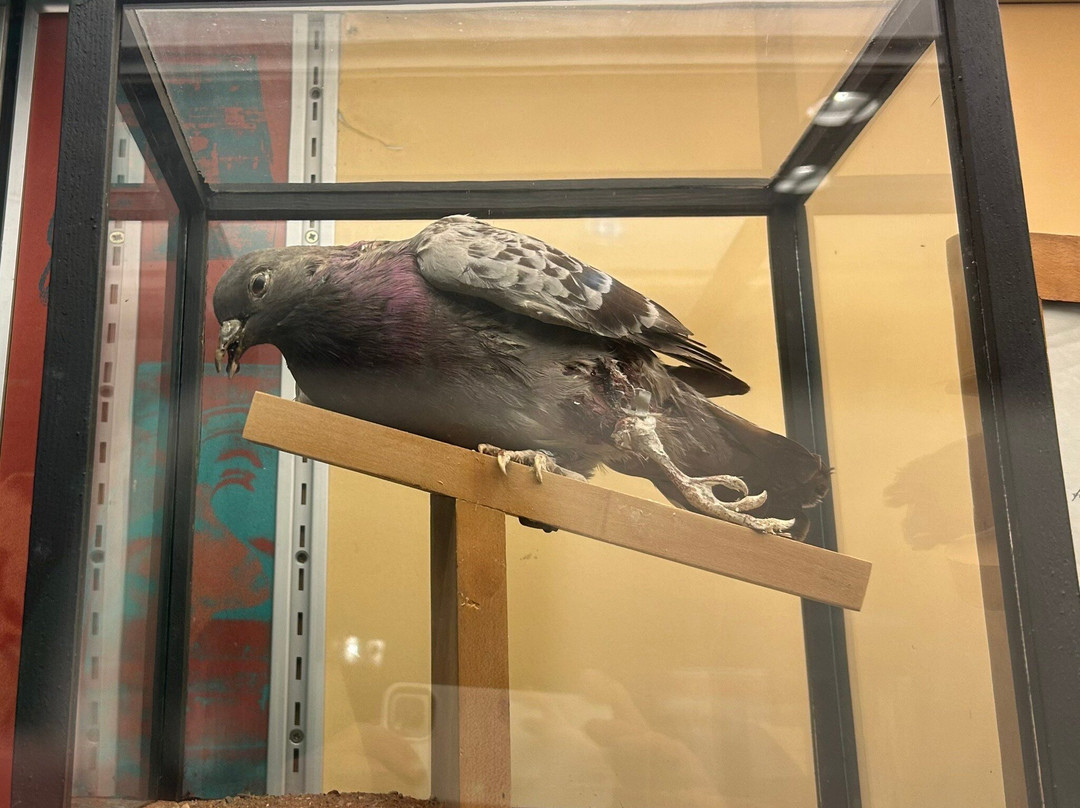 Royal Signals Museum-布兰德福德福鲁姆必去景点