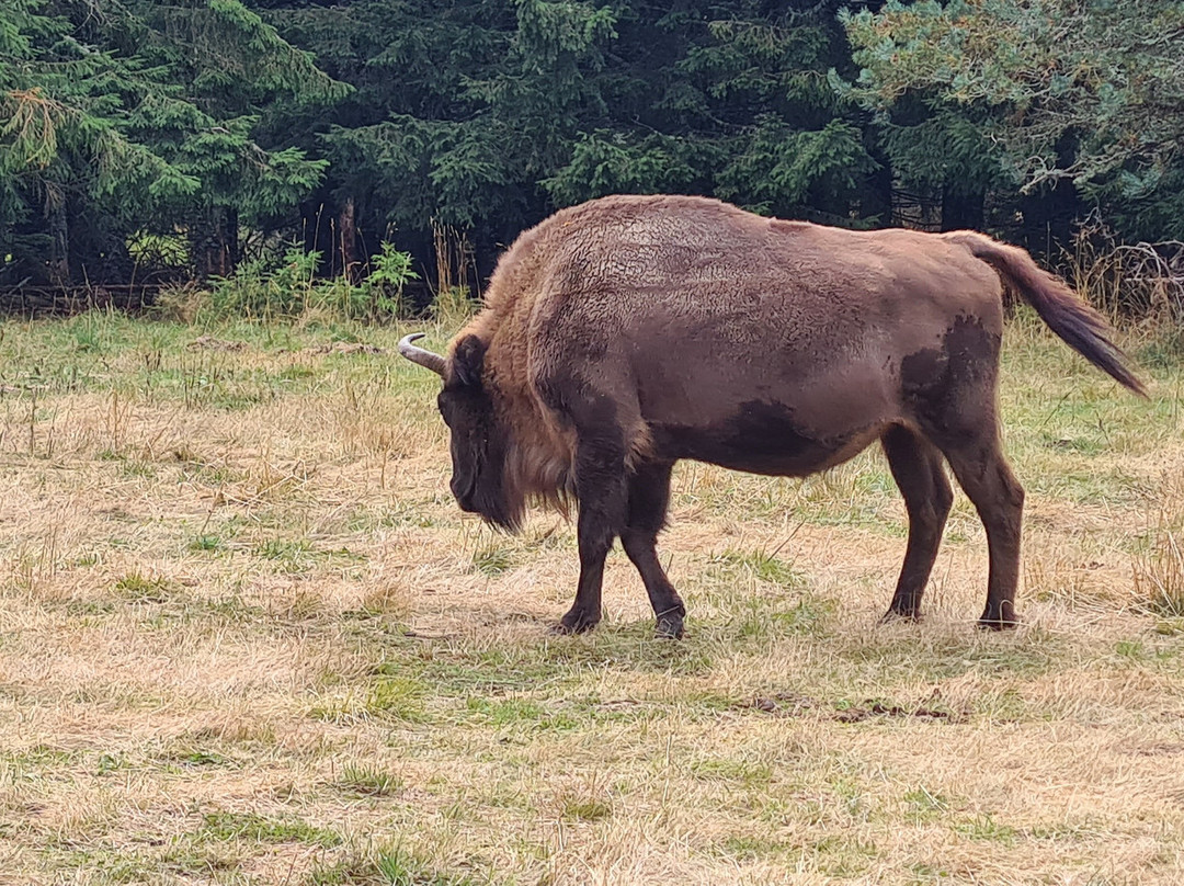 Réserve Bisons d'Europe-Sainte-Eulalie必去景点