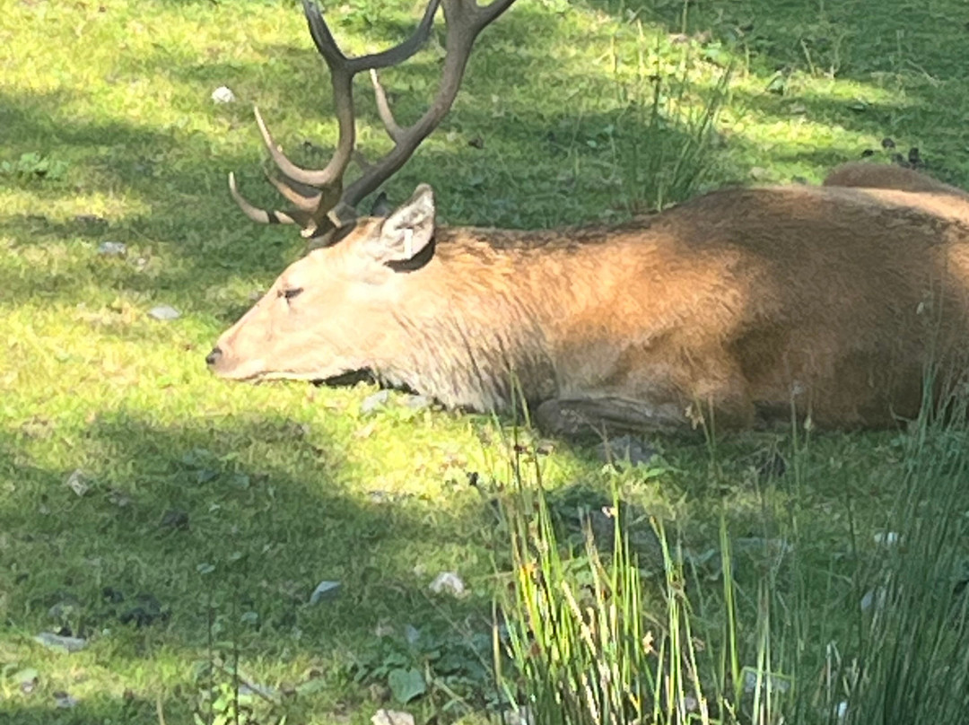 The Galloway Forest Park Red Deer Range-Castle Douglas必去景点