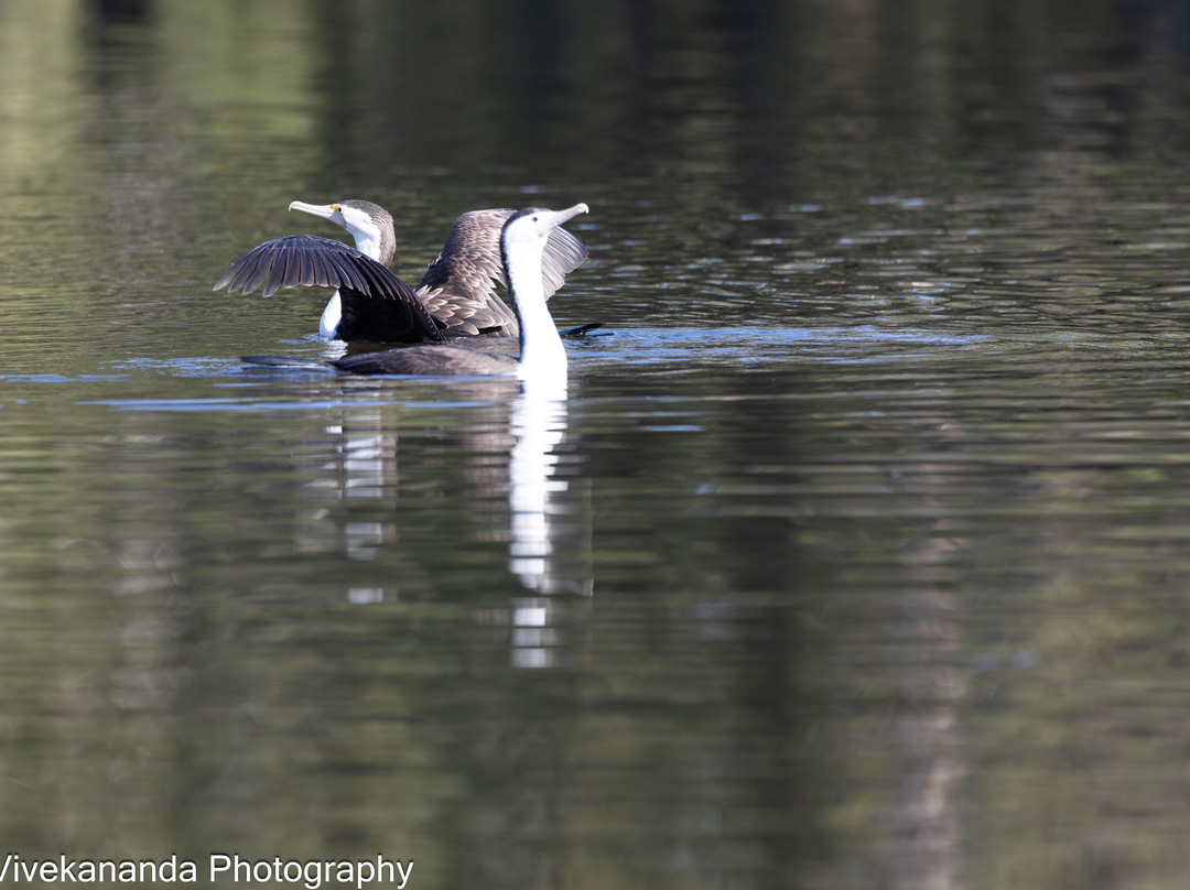 Bicentennial Park-Sydney Olympic Park必去景点