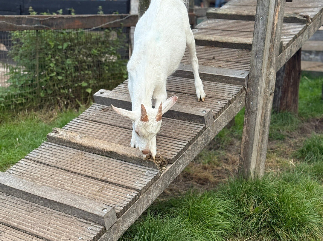Geitenboerderij Ridammerhoeve-阿姆斯特尔芬必去景点