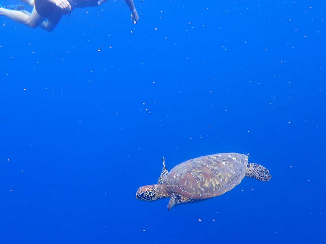 Tahiti Lagoon Paradise-大溪地必去景点