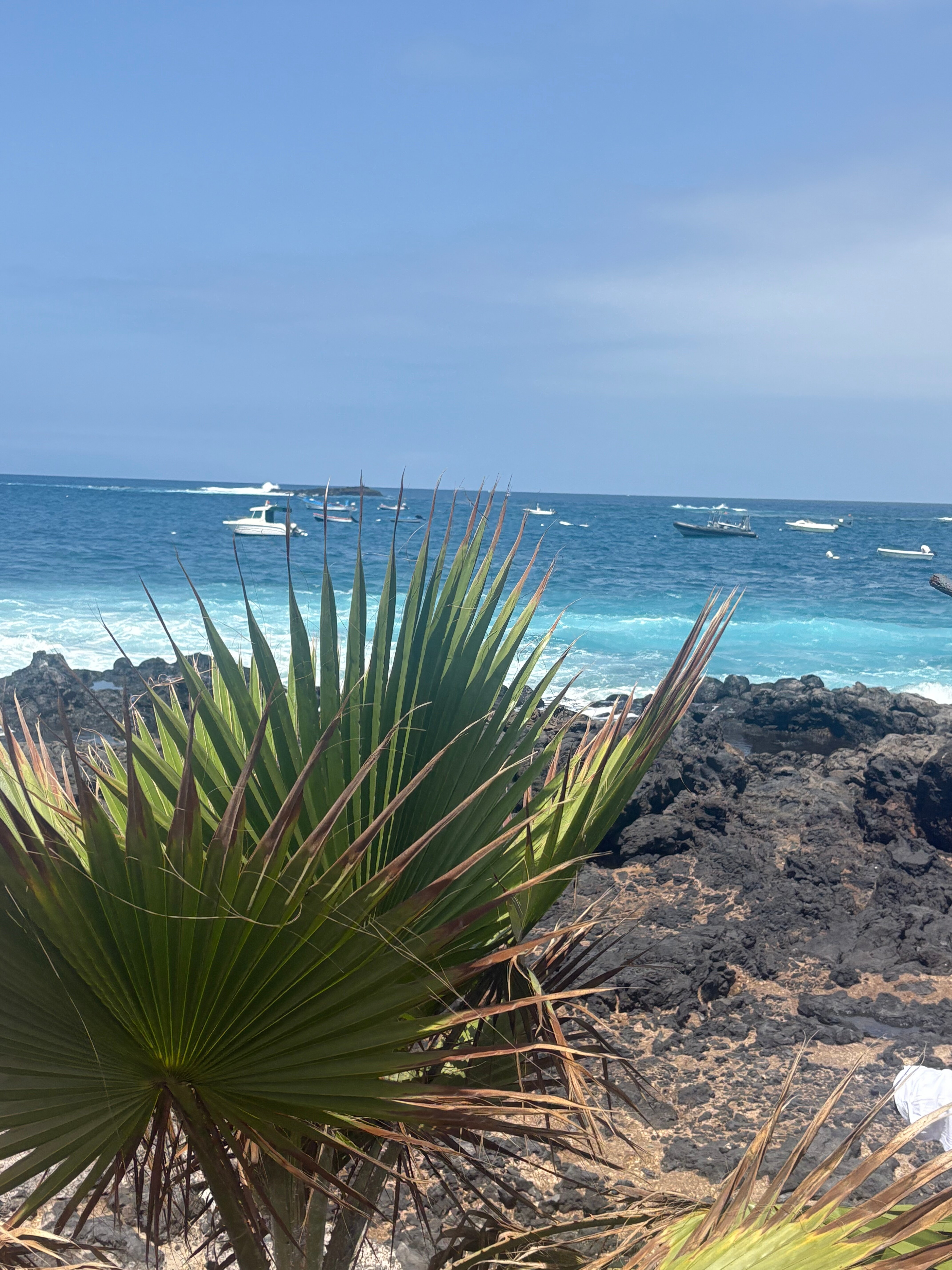 HOVIMA Jardin Caleta-官方