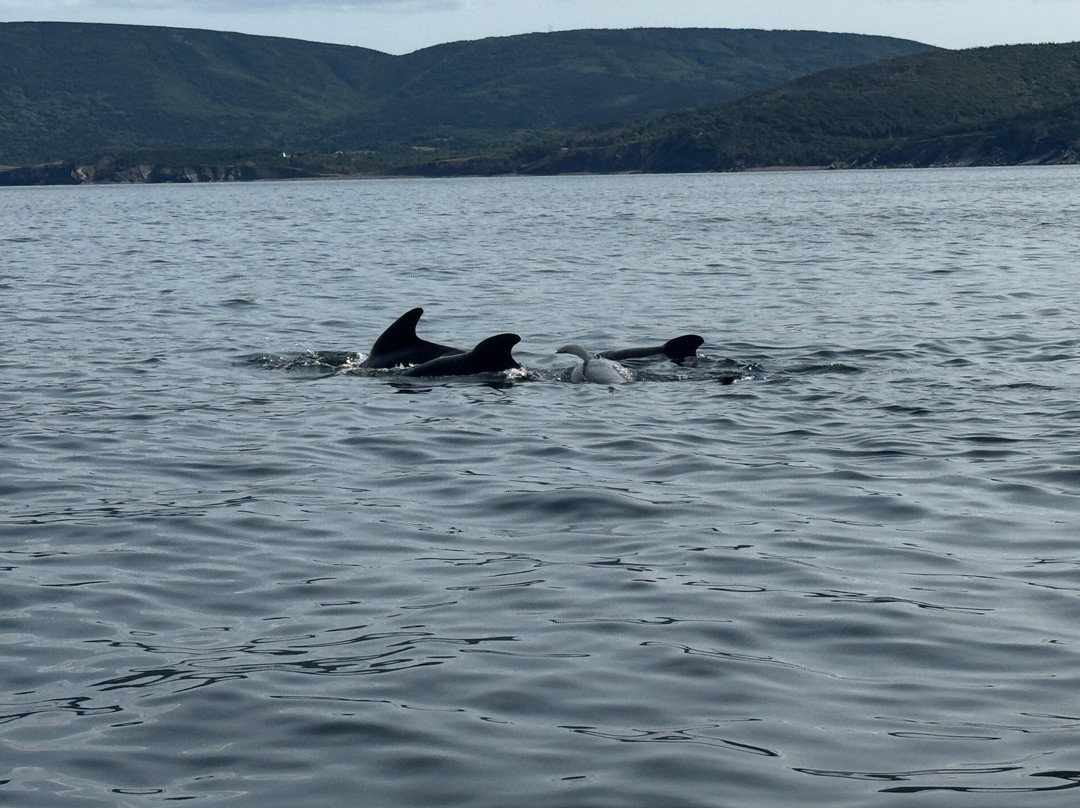 Oshan Whale Watch-Bay St. Lawrence必去景点