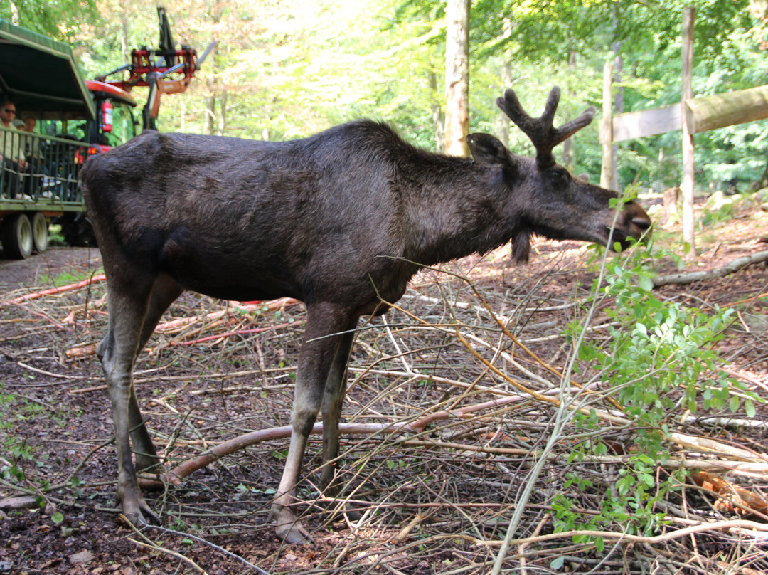 Soderasens Algpark (moosepark)-Kagerod必去景点
