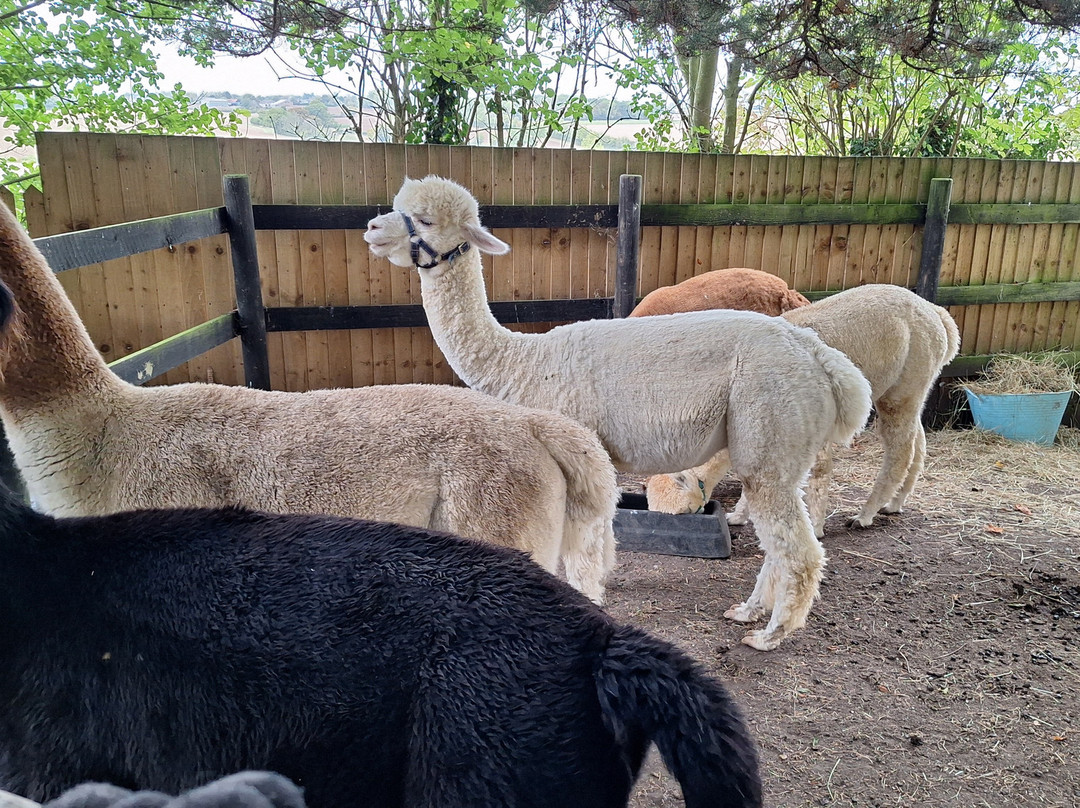 Hilly Ridge Alpacas-Wattisham必去景点
