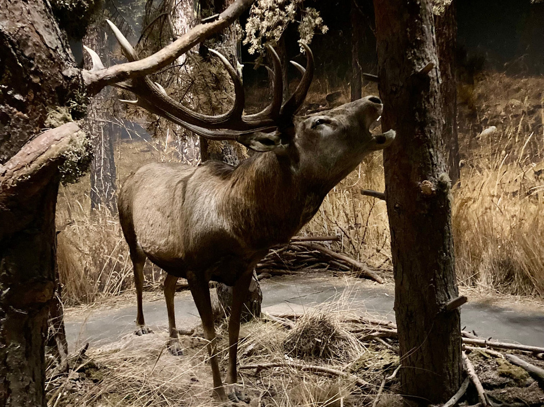 Museo regionale di Scienze naturali Efisio Noussan-萨伊恩特-皮耶雷必去景点