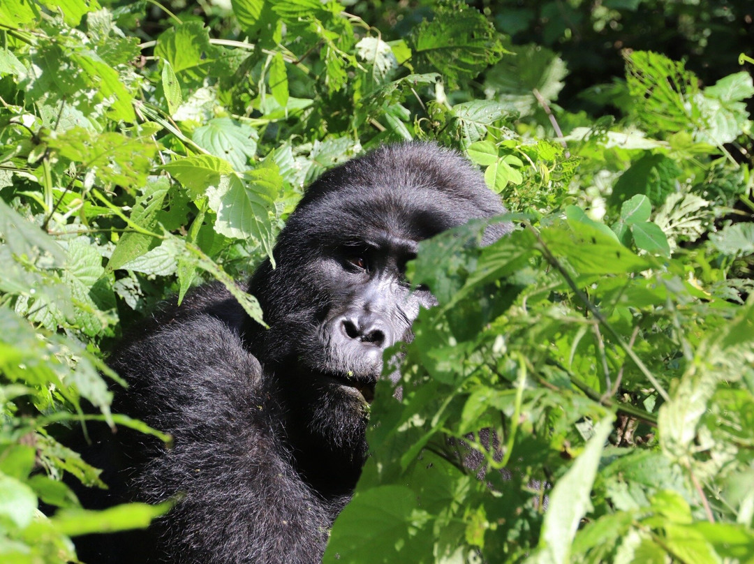 African Jungle Adventures -  Day Tours-吉佳利必去景点