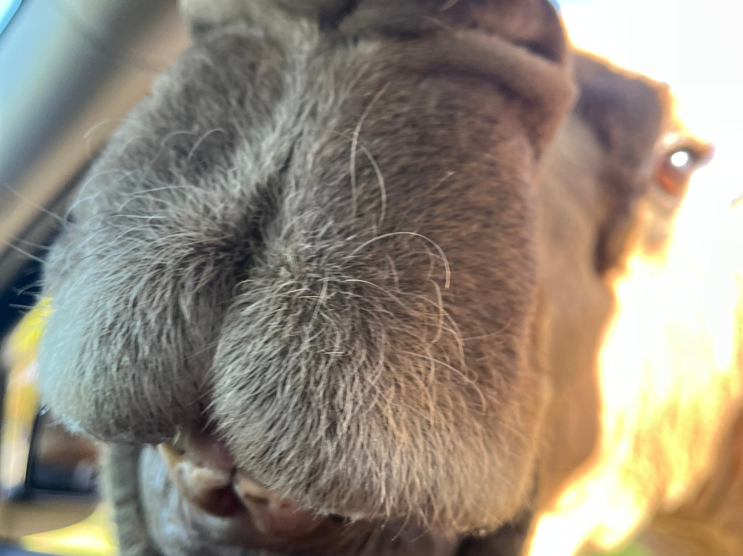 Parc Safari-Hemmingford必去景点