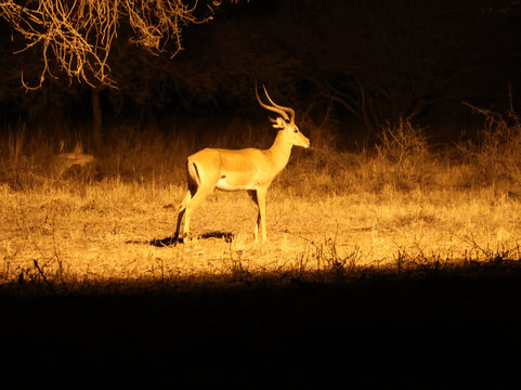 Bush Adventure - your safari partner-内罗毕必去景点