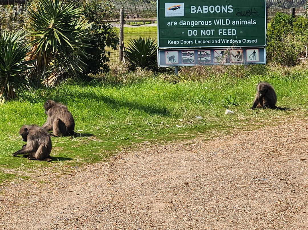 Bike and Hike Day Tours-开普敦中心区必去景点