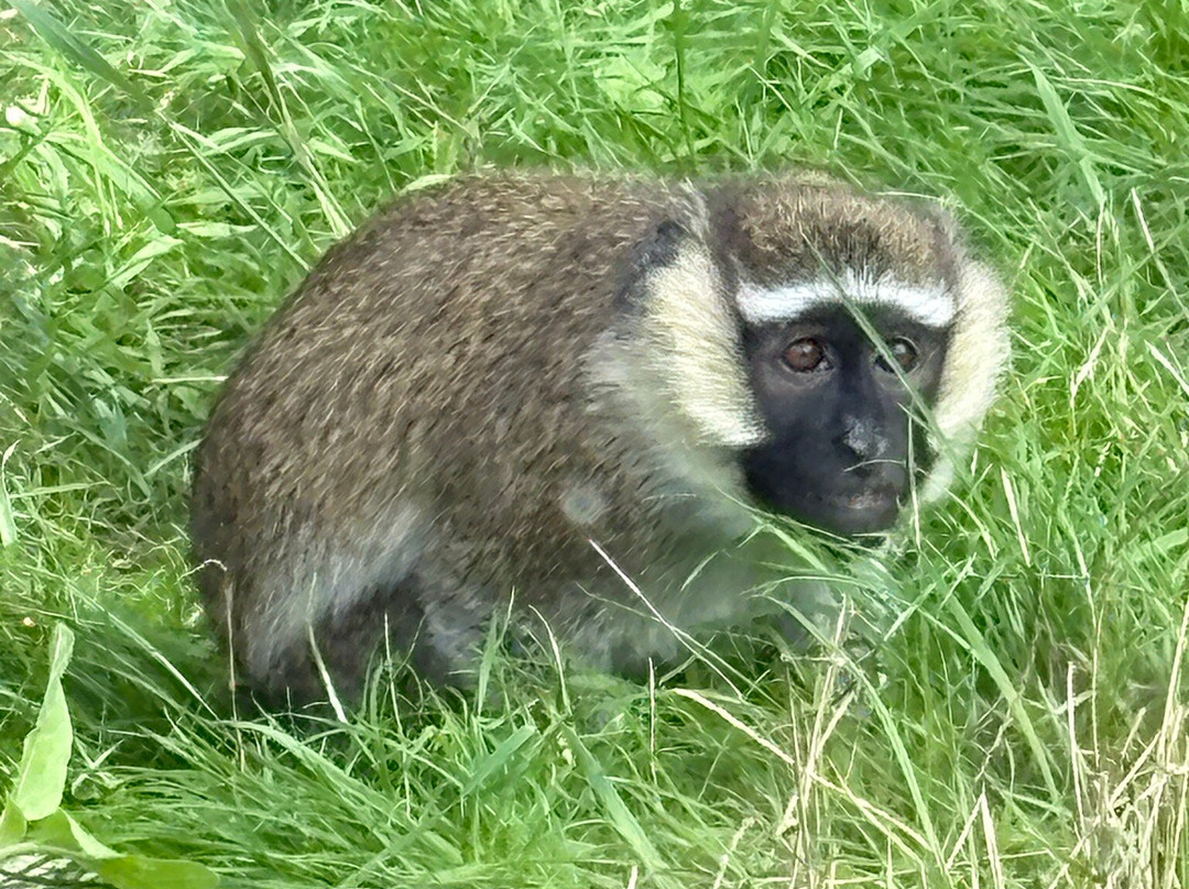 猴子天堂-纽波特必去景点