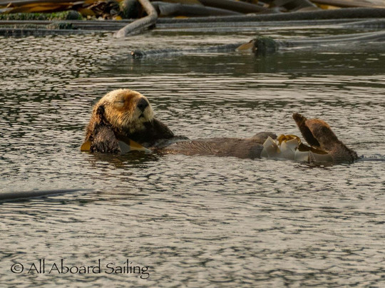 All Aboard Sailing-星期五港湾必去景点