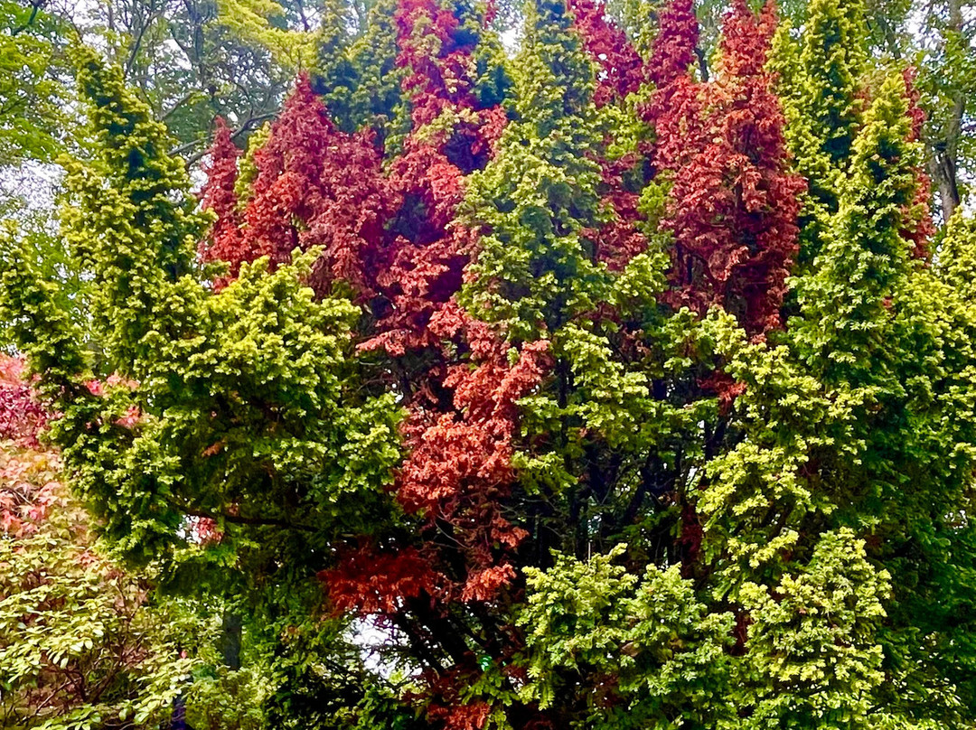 Johnston Gardens-阿伯丁必去景点