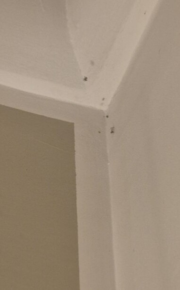 新巴达旅馆主图