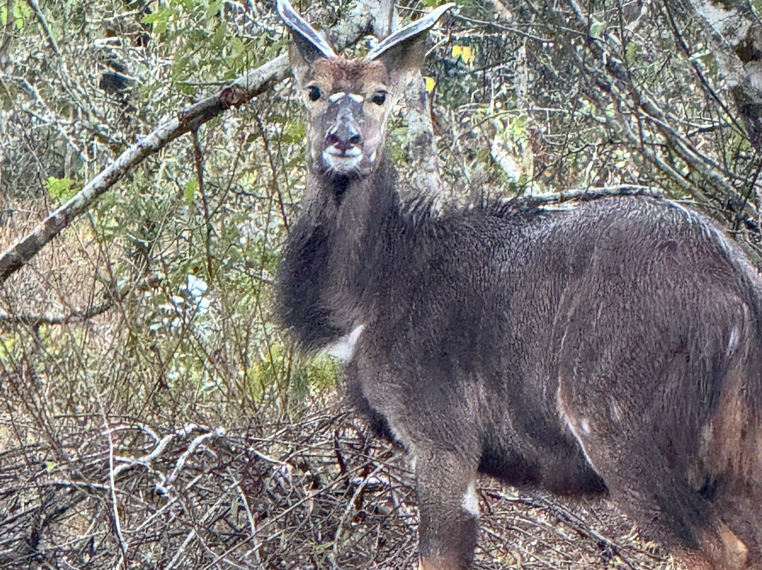 Tembe Elephant Park-Sihangwane必去景点