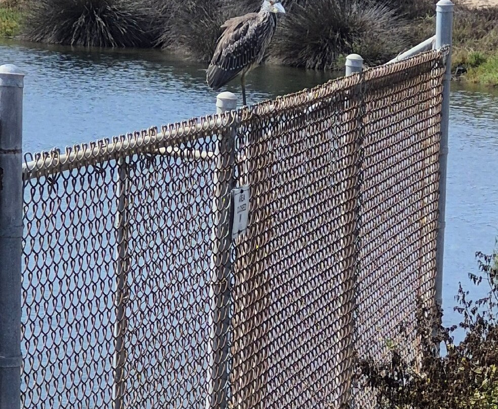 Bolsa Chica Ecological Reserve-亨廷顿海滩必去景点