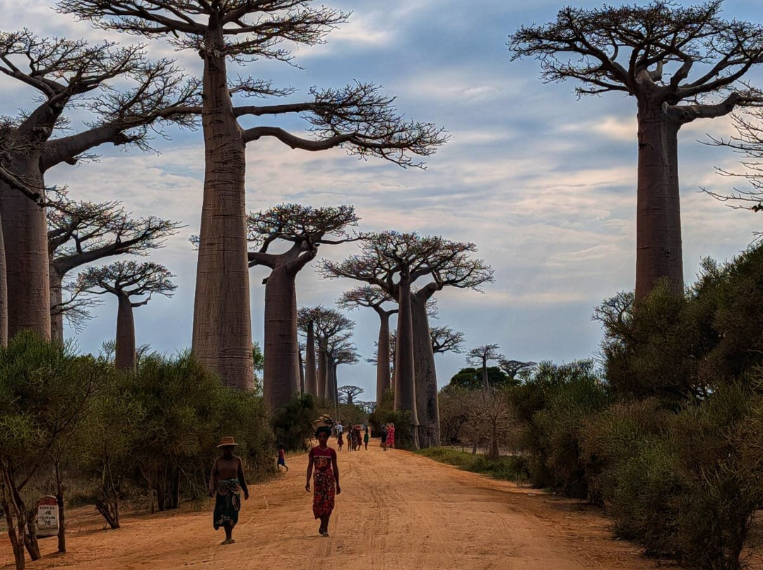 Madagascar Endemics & Resorts-安塔那那利佛必去景点