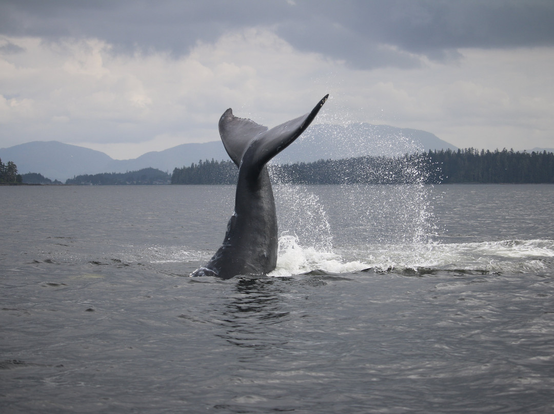 Redsky Wildlife Adventures-Klawock必去景点
