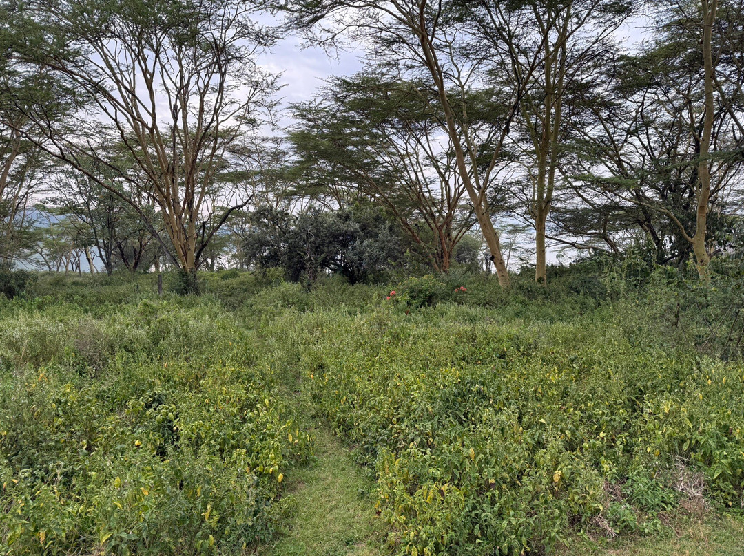 Lake Elementaita Serena Camp