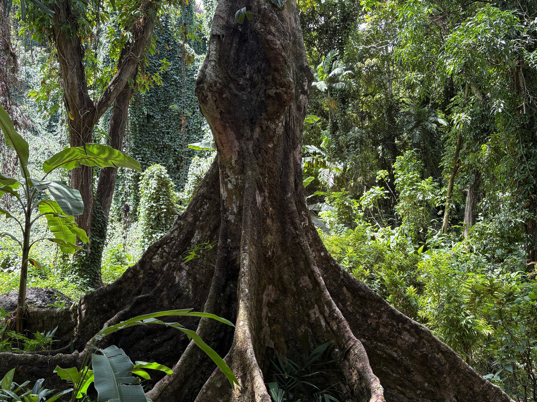 巨人的沉睡花园-纳迪市必去景点