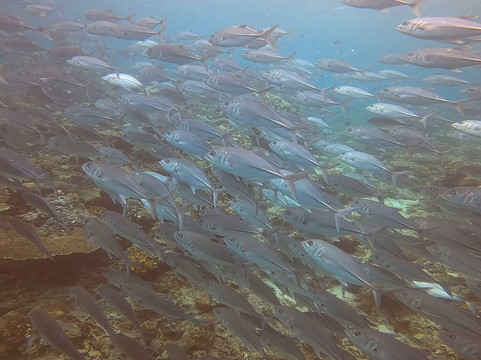 仙本那张叔叔马步岛度假村主图