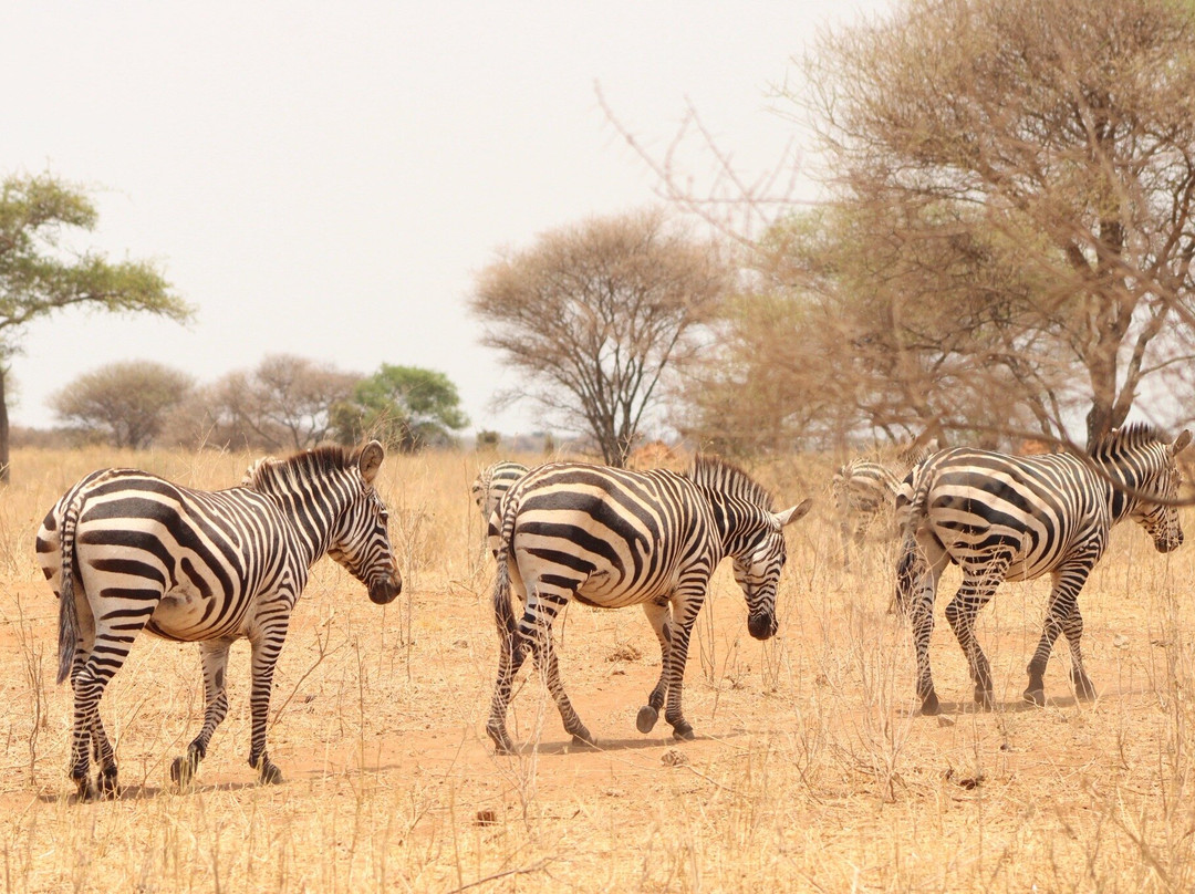 Zara Tanzania Adventures-莫西必去景点