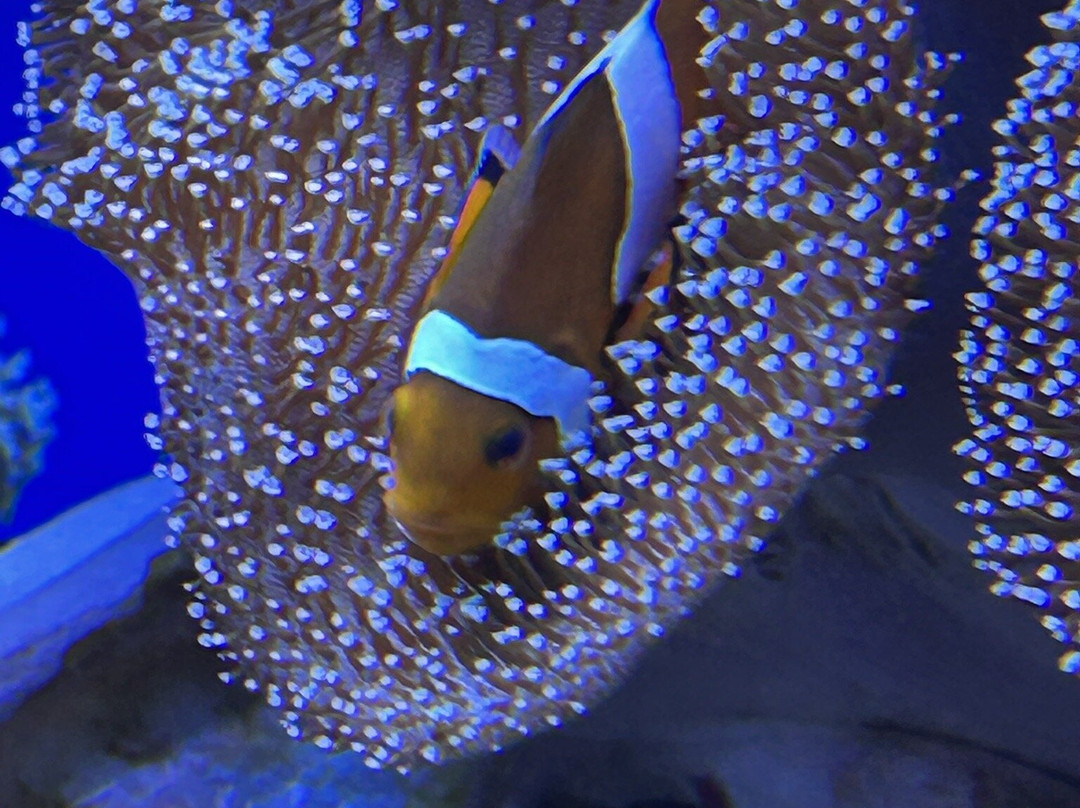Oceanarium Międzyzdroje-缅济兹德罗耶必去景点