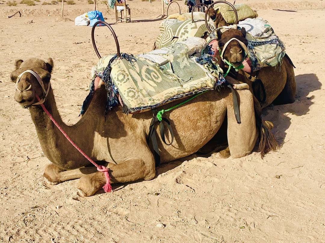 Dune Trek Tours-马拉喀什必去景点
