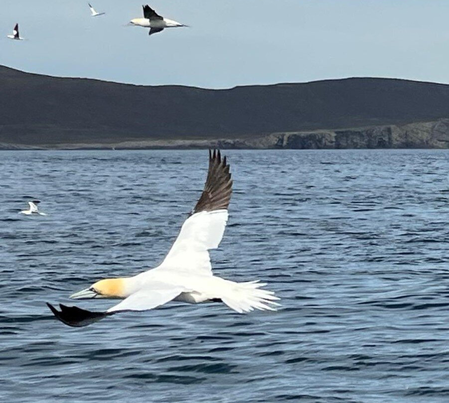 Shetland Wildlife-Sumburgh必去景点