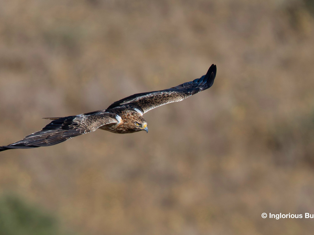 Inglorious Bustards-Facinas必去景点
