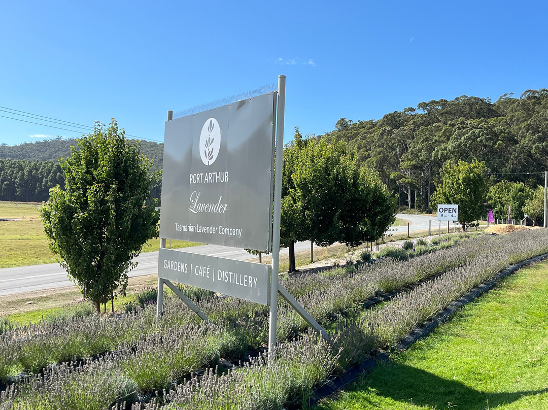 Port Arthur Lavender Farm · Tourist Attraction-亚瑟港必去景点