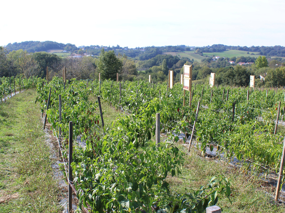 L'Atelier du Piment-Espelette必去景点