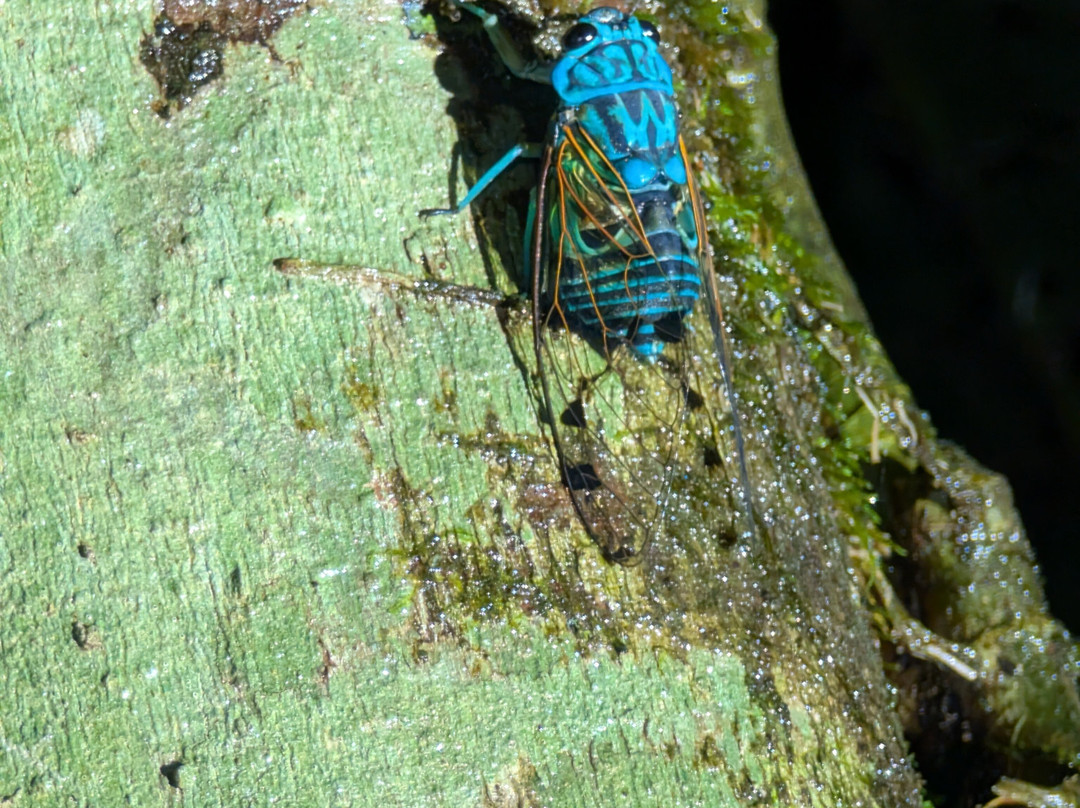 Manuel Antonio Expeditions-哥斯达黎加安东尼奥国家公园必去景点