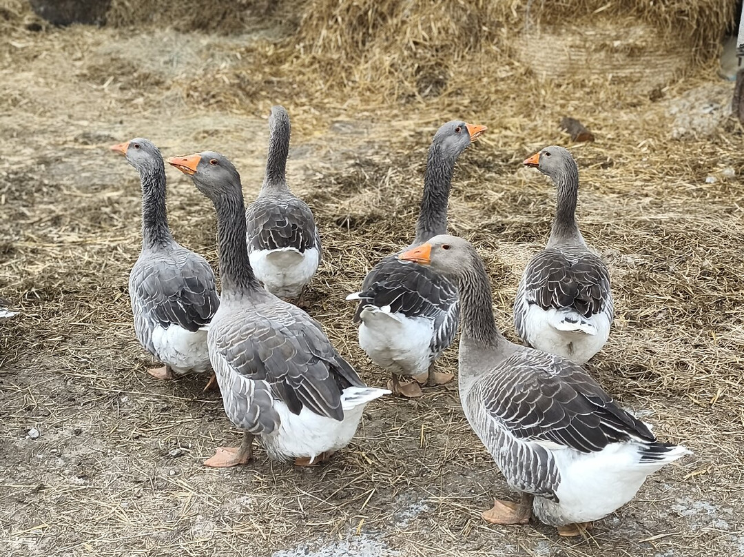Ferme Pédagogique du Lieu Roussel