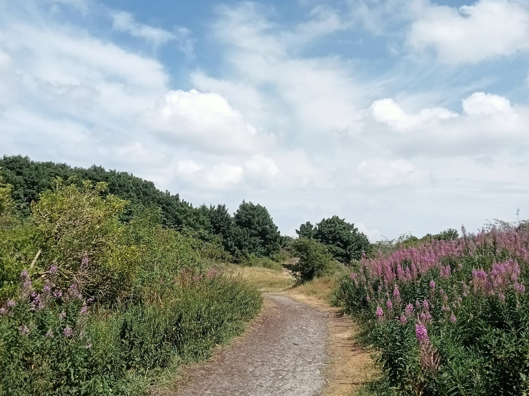 Kobbeduinen