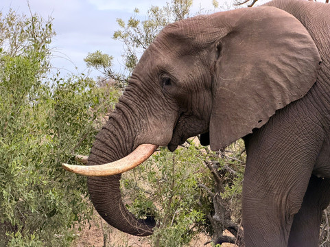 Bushbaby Tours And Transfers-霍德斯普鲁特必去景点