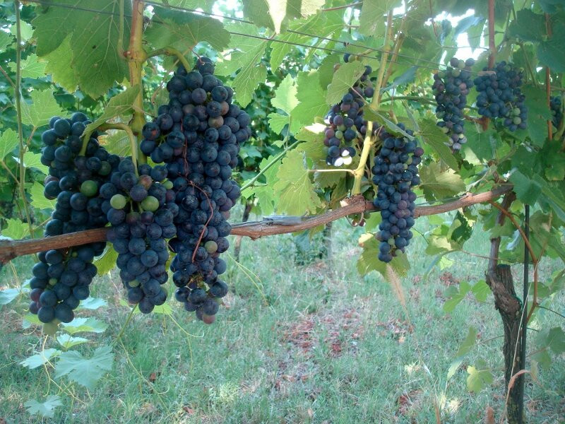 Azienda Agricola Zerioli-Montalbo必去景点