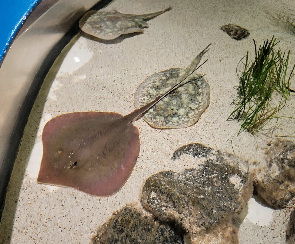 North Carolina Aquarium on Roanoke Island-Manteo必去景点