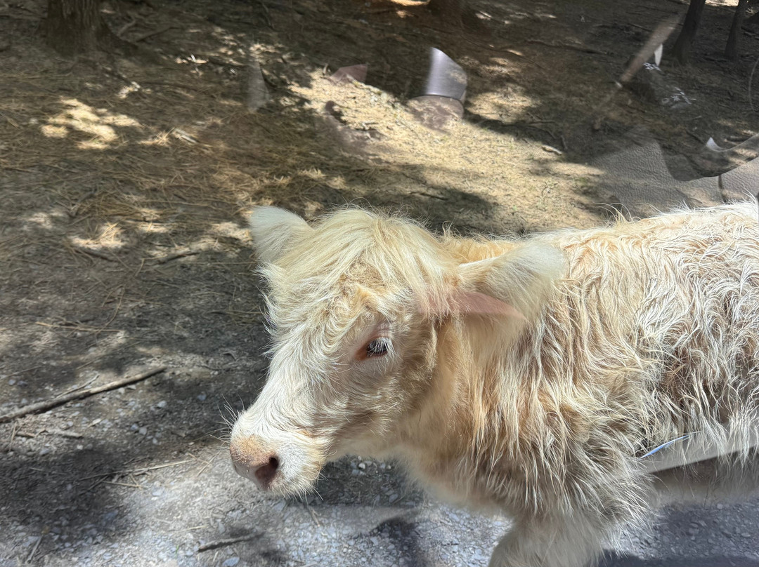 弗吉尼亚游猎公园-天然桥必去景点