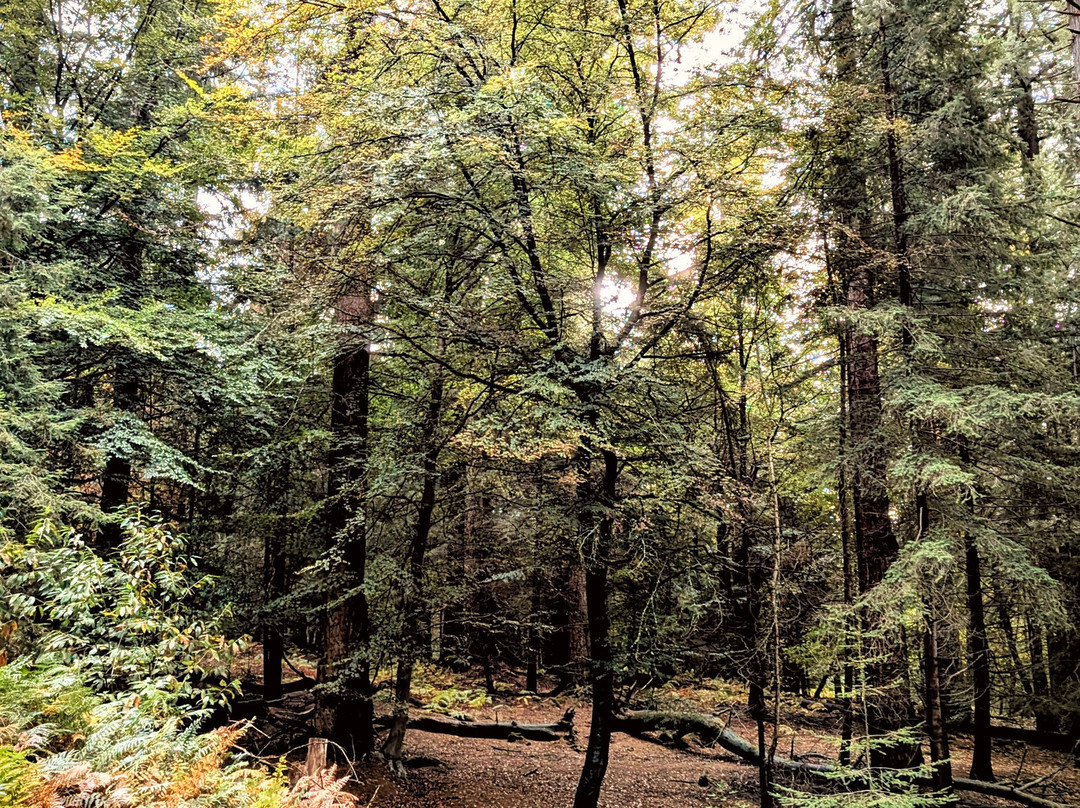 Bolderwood Deer Sanctuary-林德赫斯特必去景点