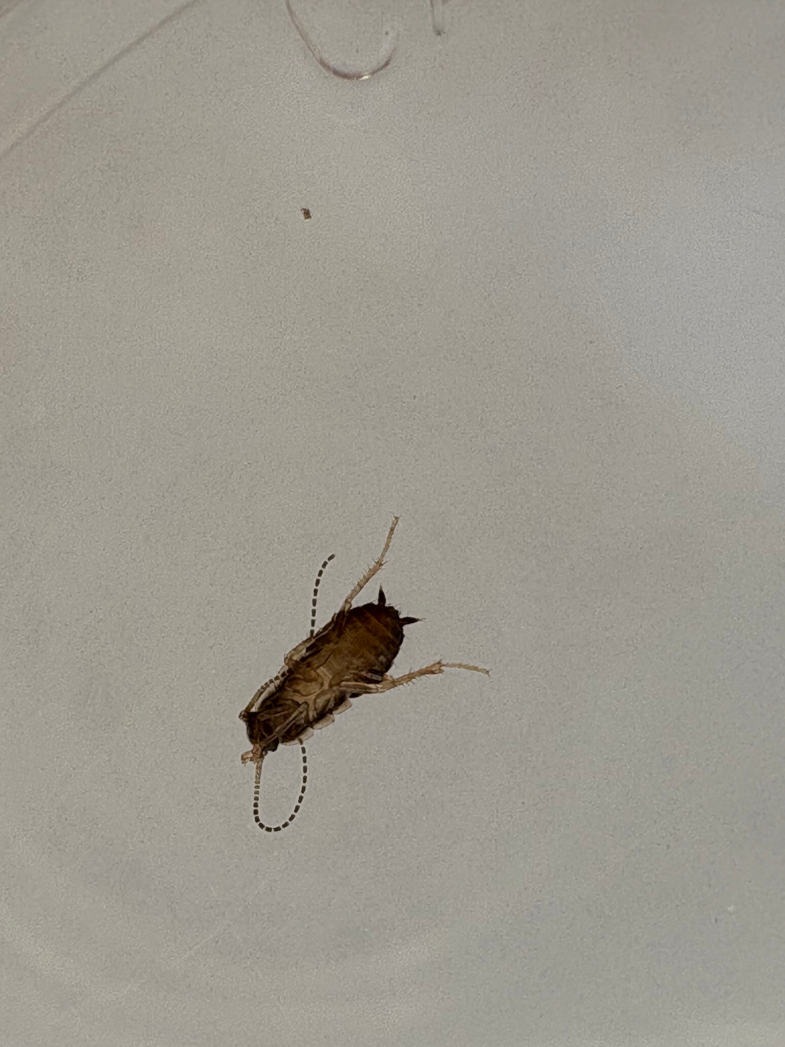 LABRANDA Alyssa Suite Hotel-官方