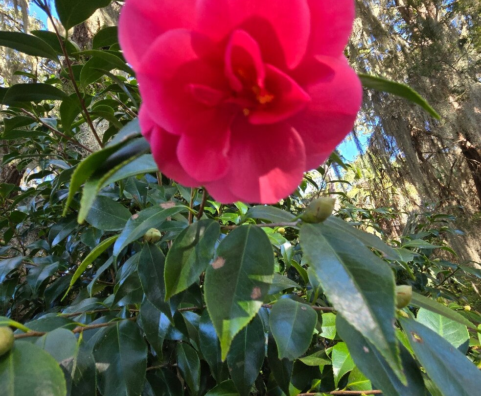 Coastal Discovery Museum-希尔顿头岛必去景点